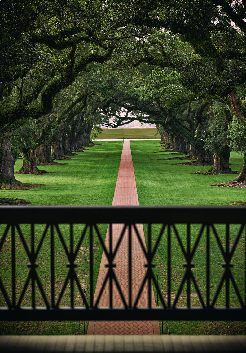 Oak Alley from the Balcony