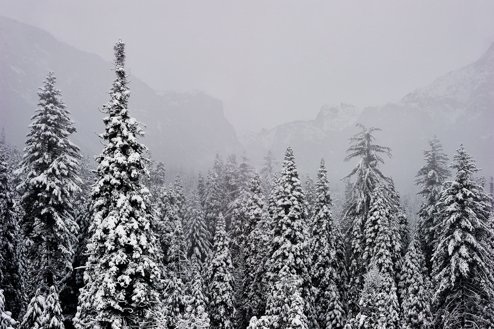 Pine Trees and Yosemite Valley